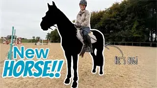 I HAVE A NEW HORSE!