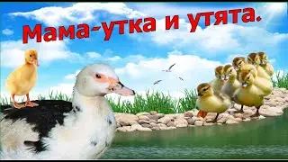 Mother duck and ducklings. Hatching ducklings from A to Z