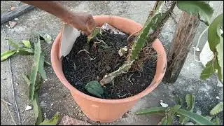 Podando La Planta de Pitahaya