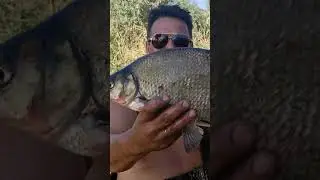 Лящ 1.5 кг. річка Дністер #fishing