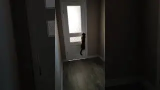Прикольные котеги