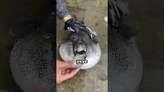 Самые сильные укусы животных