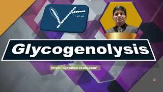 Glycogenolysis I Animation I Carbohydrate metabolism