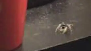 Beastily Spider I found