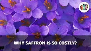 Why Saffron is so Costly