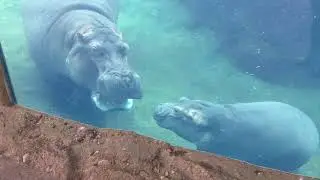 Fiona the Hippo