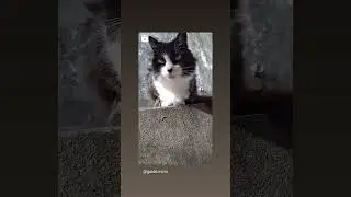 Brazilian cats @guideinrio