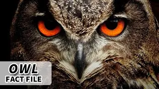 Owl facts: the BIRD of the NIGHT 🦉 Animal Fact Files