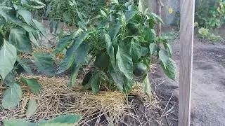 🌶🍓ПЕРЕЦЬ / ПОЛУНИЦЯ / МИКС