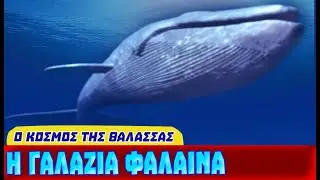 Η Γαλάζια Φάλαινα - Το μεγαλύτερο ζώο που ζει στον πλανήτη μας