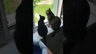 Дышим свежим воздухом