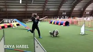 Funny 💚Agility Champs For You 2019💚