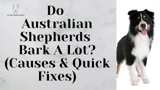 Do Australian Shepherds Bark A Lot? (Causes & Quick Fixes)