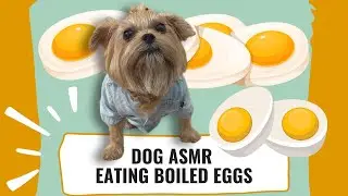 DOG ASMR: PEPE EATS BOILED EGGS