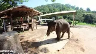 Mae Taeng Elephant Park , Chiang Mai - Thailand Travel Guide