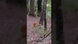 Deer spotted #nature #naturelovers