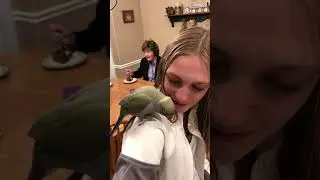 Indian ringneck parakeet loves talking to cute girls!