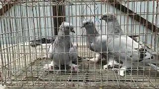 Голуби Краснодарского края молодёжь 2020