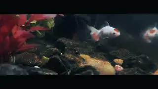 Creatures are from the universe