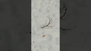 зимнее утро в роще