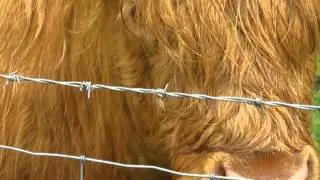Hairy Coo - Trossachs National Park