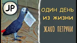 ✅ ОДИН ДЕНЬ ИЗ ЖИЗНИ ГОВОРЯЩЕГО ПОПУГАЯ 🤣 БОЛТАЕТ БЕЗ УМОЛКУ 🐦 ЖАКО ПЕТРУНЯ