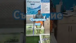 Рыбопилинг #2024 #life #reels #топ #dimmann71 #юмор #здоровье #shorts #анапа