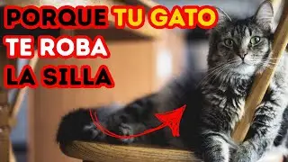 My Cat Steals My Seat: 9 Surprising Reasons! (In-Depth Analysis)