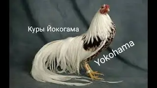 Куры Йокогама. Yokohama