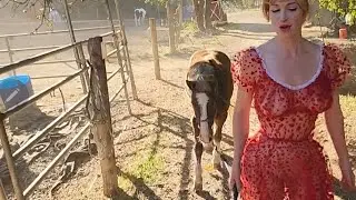 Dainty Rascal Dancing In Hay for Horses