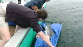 Great White Shark: Back to the Wild