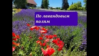 Лаванда и Квилт