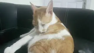 Ginger Cat Grooming