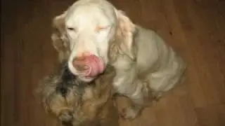 Spook (animal cruelty case) UPDATE =)