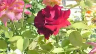 Enya - La mejor música+ belleza de naturaleza.