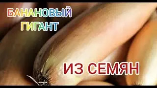 Сею лук шалот БАНАНОВЫЙ ГИГАНТ/ Лук из семян