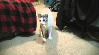 Cat Plays Fetch