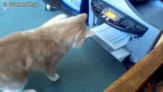 ХАХА КОШКИ
