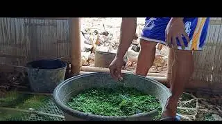 tipid tips para sa pangingitlog Ng itik