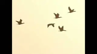 Magical view of cormorant sea birds flying
