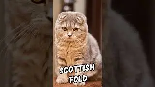 Best Cat Breeds For Apartments #shorts