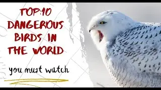 Top 10 dangerous birds in the world