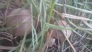 что за грибы?