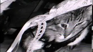 KittyKats