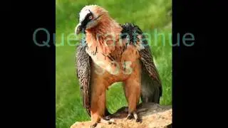 Extinción de los animales en México
