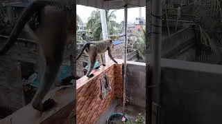 Hanuman 🐒