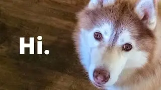 I Can't Eat Anything Without An Audience  