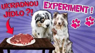 UKRADNOU JÍDLO?! Experiment s pejsky!
