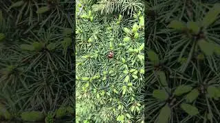 Ladybirds love
