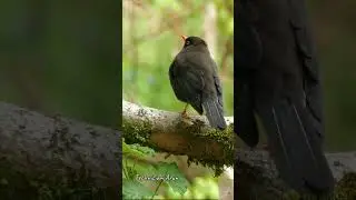 Amazing Birds #amazonjungle #birds #jungle #forest #animals #petlover #petphotography